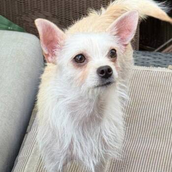 Rescue Chinese Crested Dog and West Highland White Terrier Westie Dogs for Adoption in San Diego, California - Lili | PetCurious