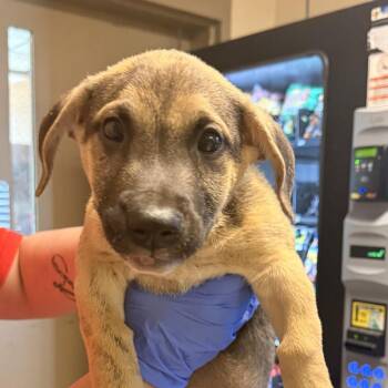 Baylor -  Terrier Dog for Adoption in Birmingham, Alabama - Baylor | PetCurious