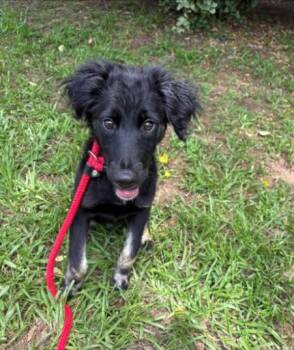 Kenji -  German Shepherd Dog and Mixed Breed Dog for Adoption in Madison, Georgia - Kenji | PetCurious
