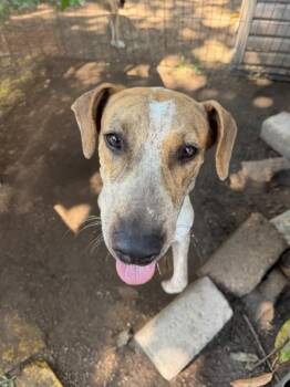 Cacahuate -  Australian Cattle Dog Blue Heeler and English Pointer Dog for Adoption in Ramona, California - Cacahuate | PetCurious