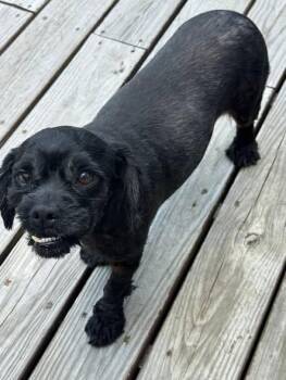 Coal -  Cocker Spaniel Dog for Adoption in Matthews, North Carolina - Coal | PetCurious