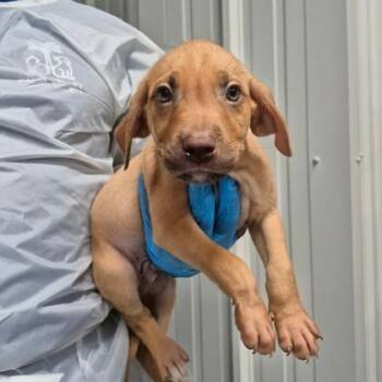 Chevy -  Rhodesian Ridgeback and Mixed Breed Dog for Adoption in Morton Grove, Illinois - Chevy | PetCurious