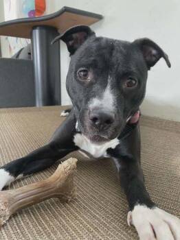 Pit Bull Terrier and Mixed Breed Dogs Available for Adoption in South Bend, Indiana - Baby | PetCurious