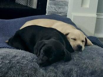 Labrador Retriever Dogs Available for Adoption in Washington, District Of Columbia - Babe Tia | PetCurious