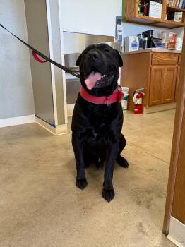 Aryson -  Shar Pei Dog for Adoption in Sterling, Colorado - Aryson | PetCurious