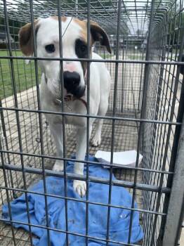 Mixed Breed Dogs Available for Adoption in Dallas, Texas - APPLEONIA | PetCurious