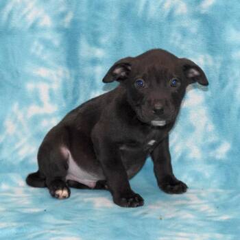 Labrador Retriever Dogs Available for Adoption - Espresso | PetCurious