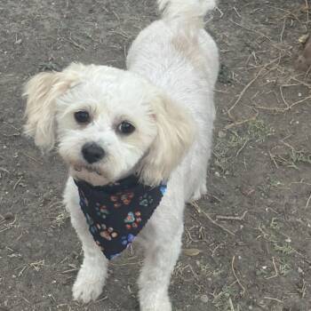 Poodle Dogs Available for Adoption - Denver | PetCurious
