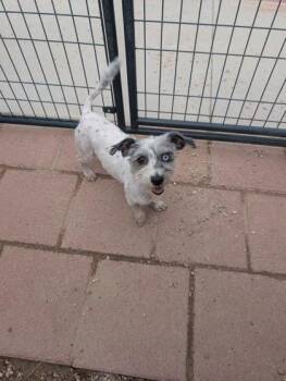 Yorkshire Terrier and Poodle Dogs Available for Adoption in Divide, Colorado - Calypso | PetCurious