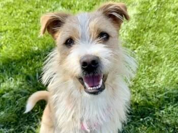 Terrier and Mixed Breed Dogs Available for Adoption in Pueblo, Colorado - BADGER | PetCurious