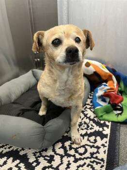 AZURE -  Mixed Breed Dog for Adoption in Dallas, Texas - AZURE | PetCurious