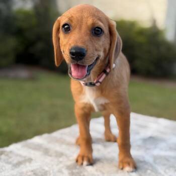 Rose -  Spaniel and Labrador Retriever Dog for Adoption in Baton Rouge, Louisiana - Rose | PetCurious