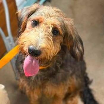 Atlas -  Otterhound Dog for Adoption in Bethel, Connecticut - Atlas | PetCurious
