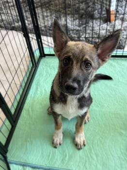 Teller -  Australian Shepherd Dog for Adoption in Colorado Springs, Colorado - Teller | PetCurious