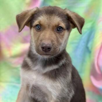 Hank -  German Shepherd Dog Dog for Adoption in Red Bluff, California - Hank | PetCurious
