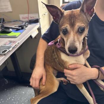 Mixed Breed Dogs Available for Adoption in Columbiana, Alabama - Gizzie Marie | PetCurious