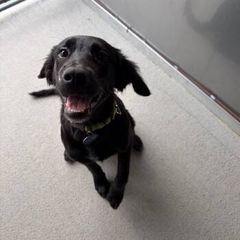 Calvin -  Retriever and Hound Dog for Adoption - Calvin | PetCurious