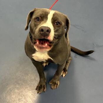 Pearl -  Pit Bull Terrier Dog for Adoption in Greensboro, North Carolina - Pearl | PetCurious