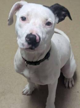 Rescue Pit Bull Terrier Dogs for Adoption in Waverly, Tennessee - DOUG | PetCurious