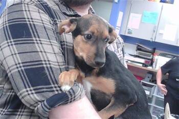 SALLYS BABY -  Australian Cattle Dog Blue Heeler and Mixed Breed Dog for Adoption in Omaha, Nebraska - SALLYS BABY | PetCurious