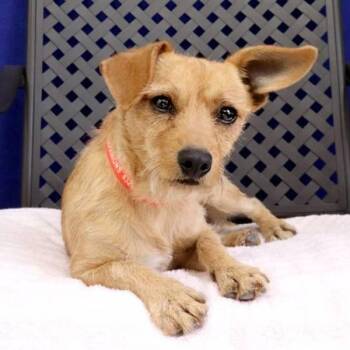 Terrier Dogs Available for Adoption - Pepe | PetCurious