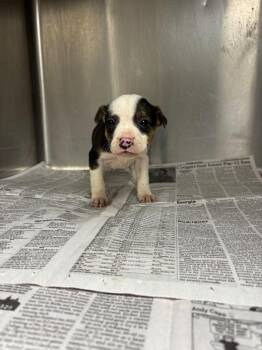 Catahoula Leopard Dog and Boxer Dogs Available for Adoption - Susi | PetCurious