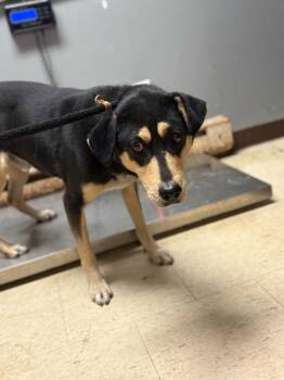 Rescue Affenpinscher Dogs for Adoption in Chillicothe, Ohio - Deviled Egg | PetCurious