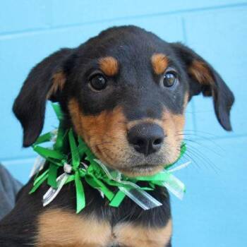 Ringo -  Mixed Breed Dog for Adoption in Lansing, Michigan - Ringo | PetCurious