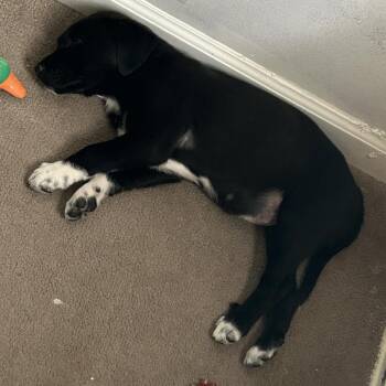 Precious -  Pit Bull Terrier Dog Available for Adoption in Columbia, Missouri - Precious | PetCurious