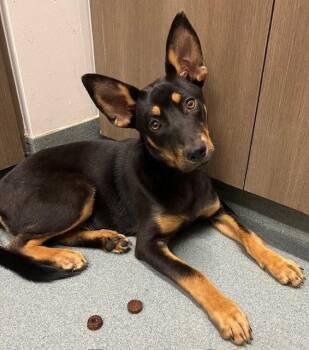 German Shepherd Dog and Mixed Breed Dogs Available for Adoption in Baytown, Texas - RILEY | PetCurious