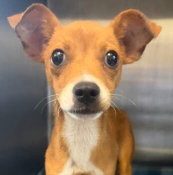 Taquito -  Chihuahua and Mixed Breed Dog for Adoption in Henderson, North Carolina - Taquito | PetCurious