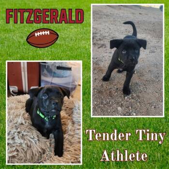 Rescue Mixed Breed Dogs for Adoption in Mesa, Arizona - Fitgerald | PetCurious