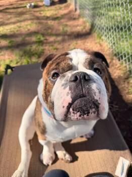 English Bulldog Dogs Available for Adoption in North Haven, Connecticut - Hubba Bubba | PetCurious