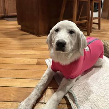 Golden Retriever Dogs Available for Adoption in San Diego, California - Xena Aka Cali | PetCurious