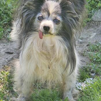 Papillon Dogs Available for Adoption in Zaleski, Ohio - Poppy | PetCurious