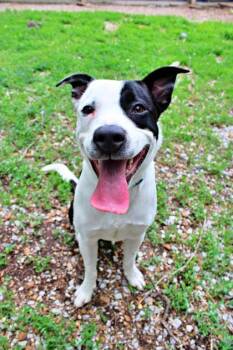 Australian Shepherd and Boxer Dogs Available for Adoption in Morton Grove, Illinois - Arnie | PetCurious