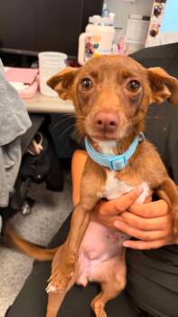 Mocha -  Chihuahua Dog for Adoption in Elkhorn, Wisconsin - Mocha | PetCurious