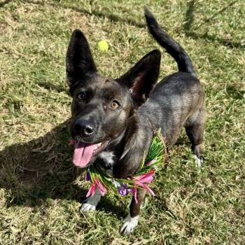 Rescue Cattle Dog Dogs for Adoption in Pittsburgh, Pennsylvania - Aura | PetCurious