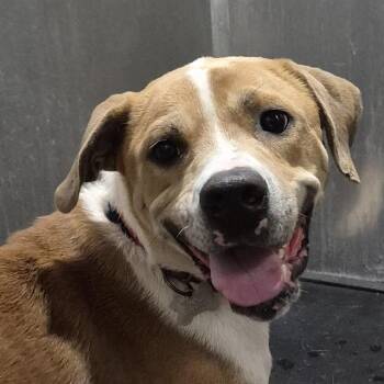SCAR FACE -  American Staffordshire Terrier Dog for Adoption in San Antonio, Texas - SCAR FACE | PetCurious