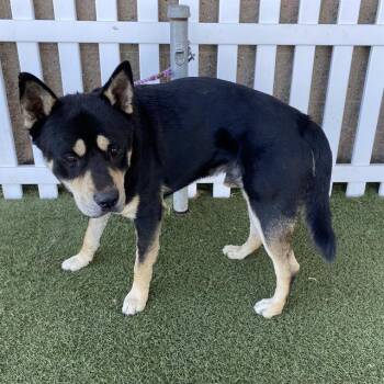 SLY -  German Shepherd Dog and Siberian Husky Dog for Adoption in Modesto, California - SLY | PetCurious