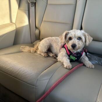 Schnoodle Dogs Available for Adoption in Coppell, Texas - Molly | PetCurious