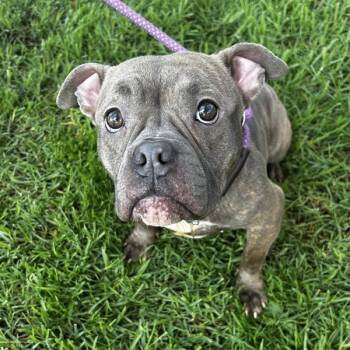 Rescue English Bulldog and Pit Bull Terrier Dogs for Adoption in Oakland, California - Cherimoya | PetCurious