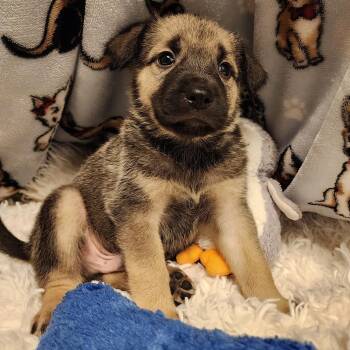 Quimby -  Shepherd Dog for Adoption in Alpine, Texas - Quimby | PetCurious