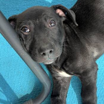 Wilma -  Dachshund Dog for Adoption in Shakopee, Minnesota - Wilma | PetCurious