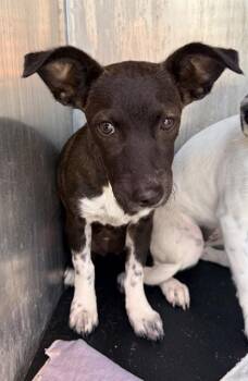 ROSE -  Dachshund Dog for Adoption in San Antonio, Texas - ROSE | PetCurious