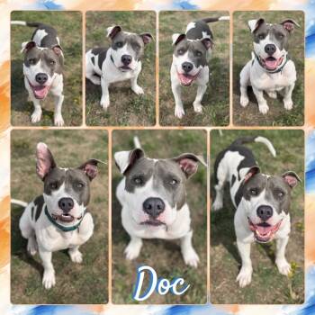 Doc -  Pit Bull Terrier and Mixed Breed Dog for Adoption in Fort Smith, Arkansas - Doc | PetCurious