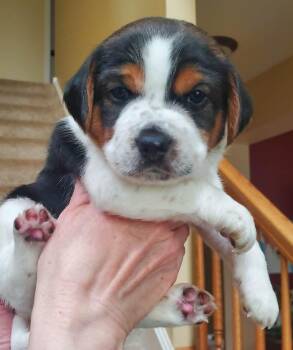 Beagle Dogs Available for Adoption in Wood Dale, Illinois - Elliot- Foster To Adopt | PetCurious