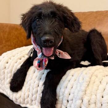 Lucy Lou Sprout -  Poodle and Black Labrador Retriever Dog for Adoption in Friendswood, Texas - Lucy Lou Sprout | PetCurious