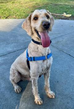 Snoopy -  Golden Retriever and Poodle Dog for Adoption in Novato, California - Snoopy | PetCurious