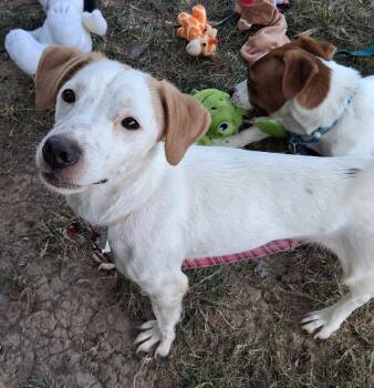 Sweet Shivers -  Dachshund Dog for Adoption in Cuyahoga Falls, Ohio - Sweet Shivers | PetCurious